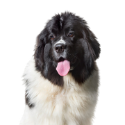 Newfoundland cut out on white background, breed description of big dog with white black coat