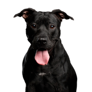Dog,Vertebrate,Dog breed,Canidae,Mammal,Carnivore,Snout,American pit bull terrier,Sporting Group,Companion dog,