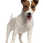Descripción de la raza Jack Russell Terrier