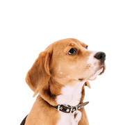 Angol Foxhound fajtaleírás, temperamentum és karakter, háromszínű kutya, trikolor kutyafajta, lógó fülű kutya Angliából, Nagy-Britannia kutyafajta, angol vadászkutya, vadászkutya fajta, trikolor, háromszínű kutya, Beagle-hez hasonló kutya