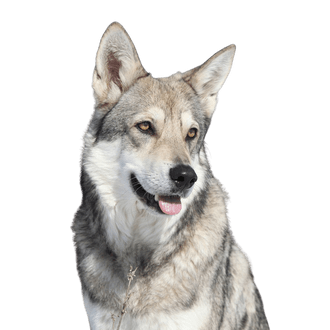 Saarloos Wolfhund