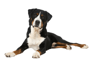 Appenzell Mountain Dog