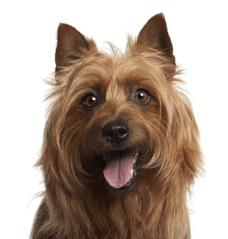 Australian terrier