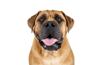 Bullmastiff