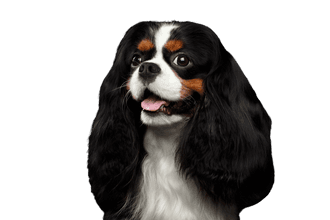 Cavalier King Charles Spaniel