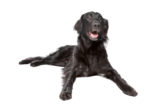 Flat Coated Retriever