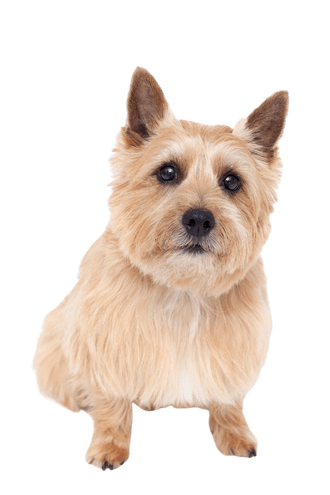 Norwich Terrier