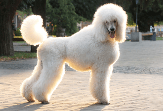 Poodle