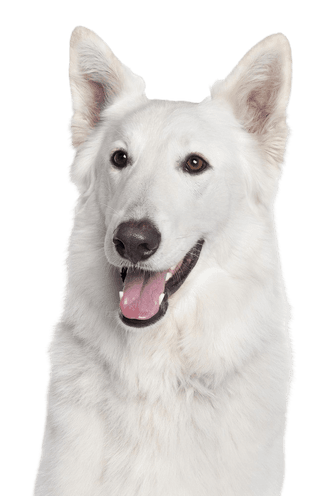 White Shepherd dog