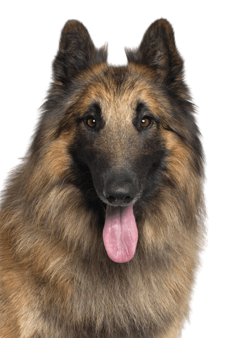 Tervuren Dog