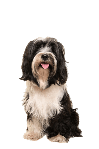 Tibetan Terrier