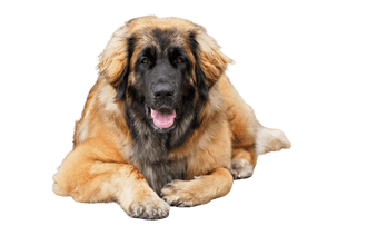 Leonberger