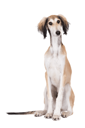 Saluki