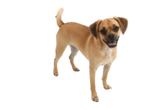 Puggle