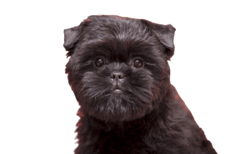 Affenpinscher