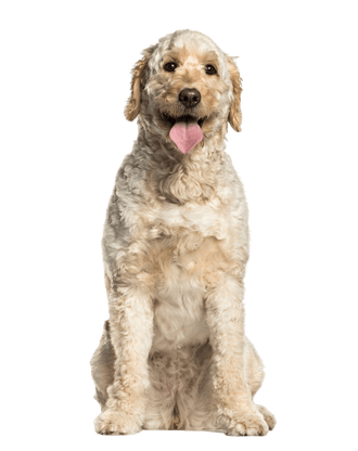 Labradoodle Labradoodle