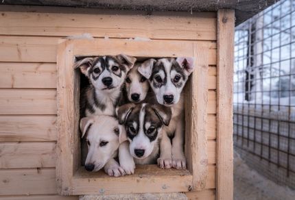 Hundehaus: Hundehütte outdoor und indoor