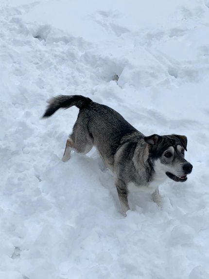 8 activities in Austria for dogs in winter