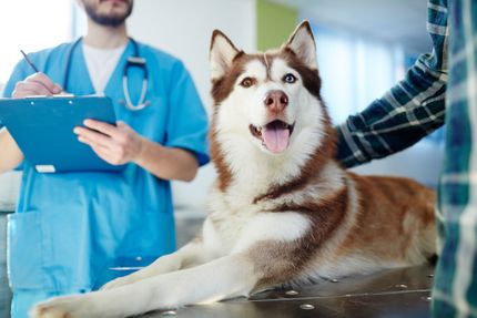 Was kostet ein Tierarzt Besuch für einen Hund?