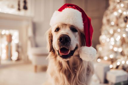 10 Weihnachtsgeschenke für Hunde