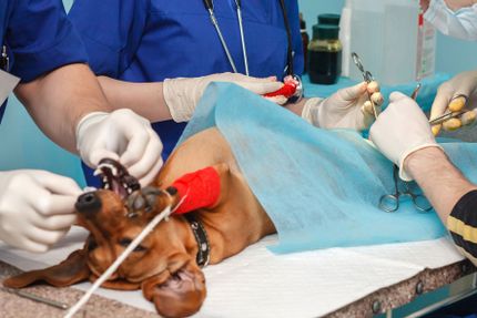 Die häufigsten Operationen bei Hunden