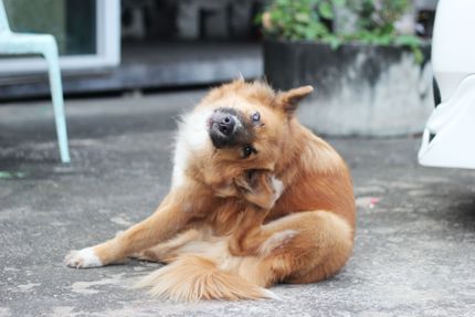Chronische Ohrenentzündung beim Hund - das könnt ihr tun