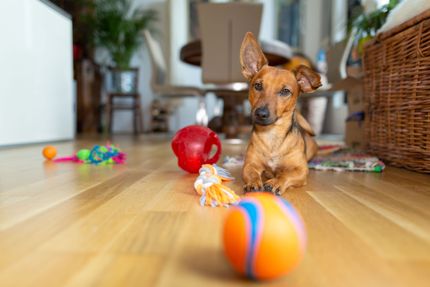 3 Tipps für das Ballspielen mit dem Hund