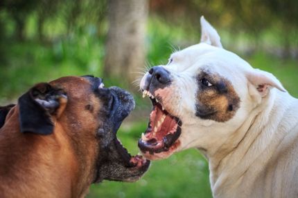 5 Tipps um Hundebegegnung ohne Probleme und Aggressionen zu meistern