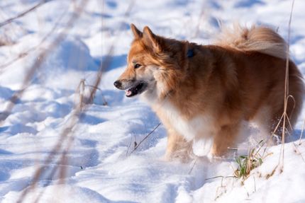 Winterwandern mit Hund - diese 5 Tipps helfen euch als Team zu funktionieren