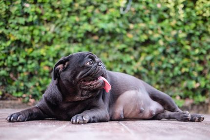 Zwingerhusten - Wenn dein Hund hustet, solltest du diese Krankheit kennen