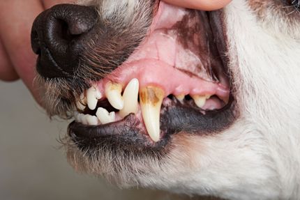 5 Tipps gegen Zahnstein beim Hund