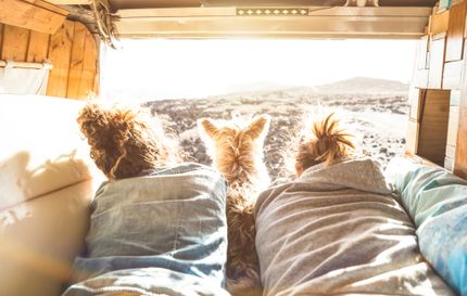 Travelling with a dog in a Camper - this is what you have to bear in mind!