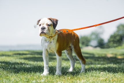 4 tips against stress on the leash - when master, mistress and dog walk relaxed