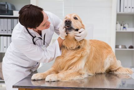 Annual check-up at the vet: you and your dog should be prepared for this
