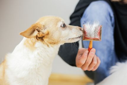 5 tips for removing the undercoat of a dog