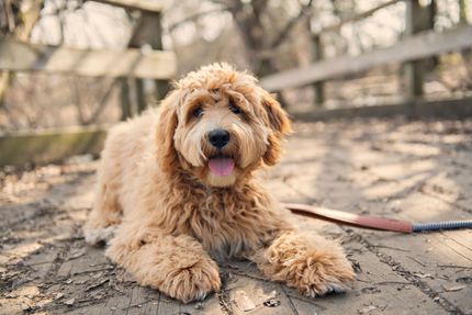 Designer dogs - These "breeds" are particularly popular and originated from two different breeds