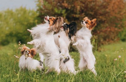 With these 4 tips, your dog learns to "sit pretty"