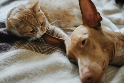 How to introduce dogs and cats - With these 3 tips it succeeds
