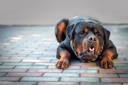 5 reasons why your dog vomits