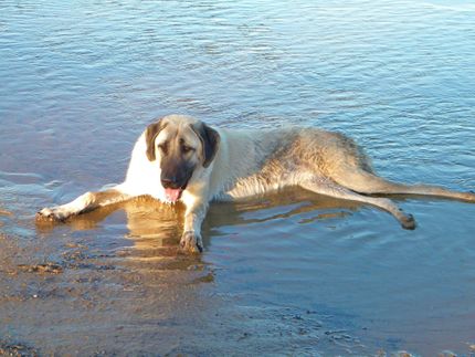 Holiday with dog Baltic Sea - these tips you should know in advance!