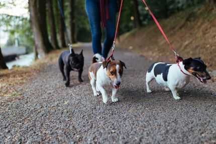 Relaxed walking on the leash in spite of other dogs - 3 tips for leash leadership