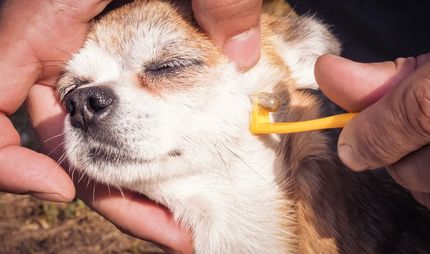Lyme disease in dogs - symptoms & treatment and why its so dangerous