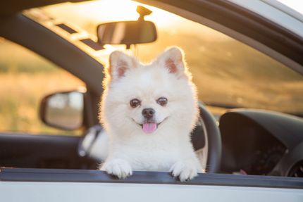 Driving with a dog - Tips for a Dog-Mobile