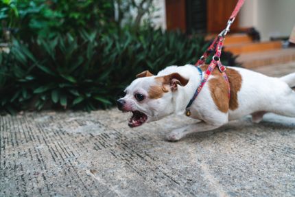 La rabia en los perros: vacunación antirrábica y signos de que su perro está afectado
