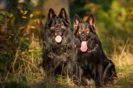 Torsión estomacal en perros: reconocer los signos y prestar los primeros auxilios