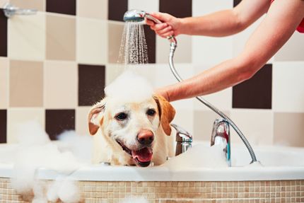 ¿Con qué frecuencia hay que bañar a un perro?