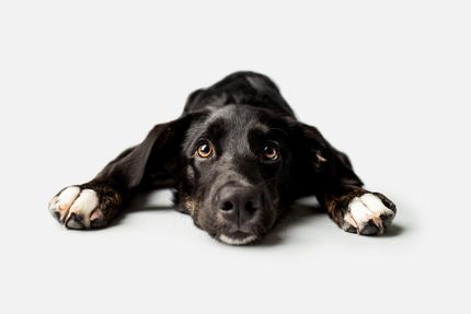Enfermedades cardíacas en perros - diagnóstico y control