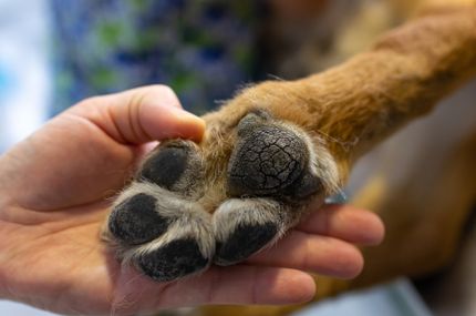 Receta para las patas agrietadas de los perros - remedio casero