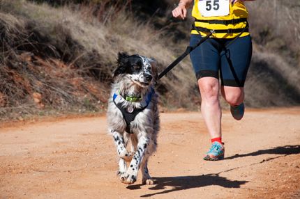 Faire du jogging avec un chien - voici les conseils à suivre pour que cela fonctionne.