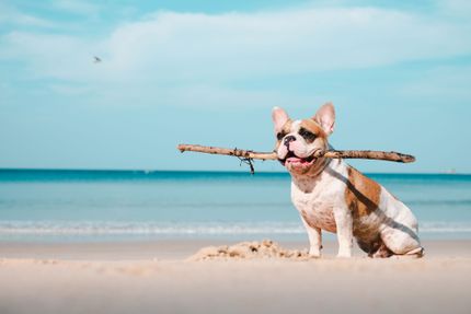 Nyaralás a kutyával a tengerparton: Veszélyes a sós víz a kincsemre?